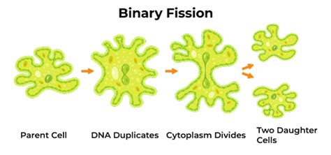 example of binary fission reproduction.